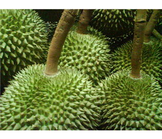 Thailand Durian (Kanyao)