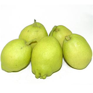 China Fragrance Pear