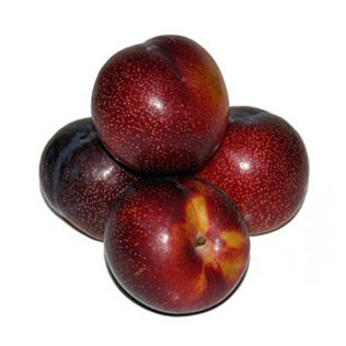 Chile Larry Anne Plum