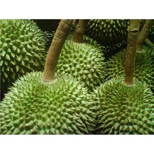 Thailand Durian (Kanyao)