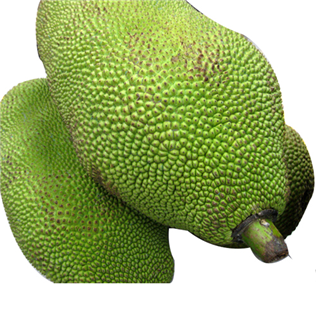 Thailand Jack Fruit